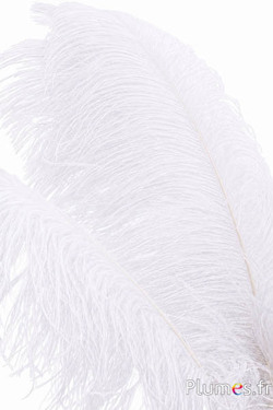 Struisvogel premium - 50-60 cm - wit